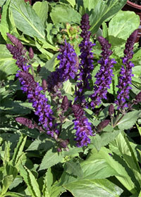 Salvia nemorosa 'Salvatore Blue'